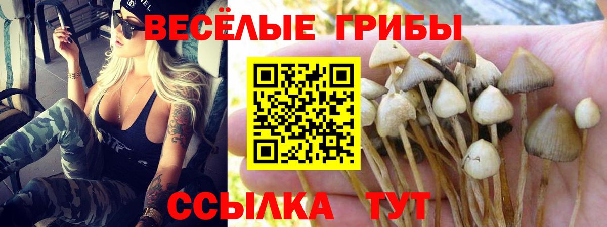 Псилоцибиновые грибы Cubensis  Вход с VPN  Химки 
